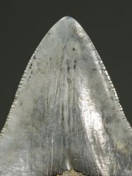 Carcharodon megalodon