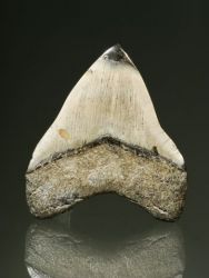 Carcharodon megalodon