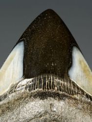 Carcharodon megalodon