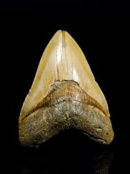 Carcharodon megalodon