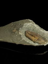 Trilobit Ellipsocephalus hoffi