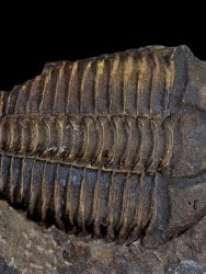 Trilobit Conocoryphe cirina