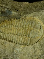 Trilobit Conocoryphe cirina