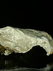 Meteorit