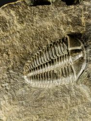 Trilobit Conocoryphe sulzeri