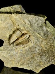 Trilobit Conocoryphe sulzeri