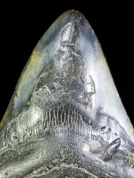 Carcharodon megalodon