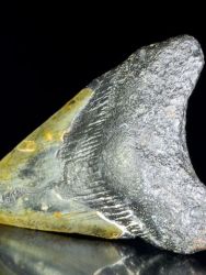 Carcharodon megalodon