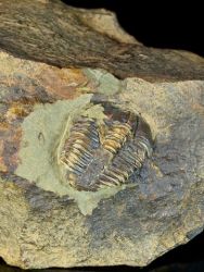 Trilobit Conocoryphe cirina