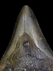 Carcharodon megalodon