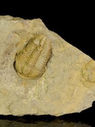 Trilobit Conocoryphe cirina