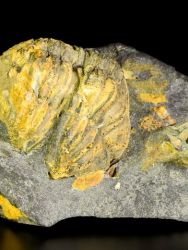 Trilobit Colpocoryphe bohemica