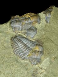 Trilobit Ellipsocephalus hoffi