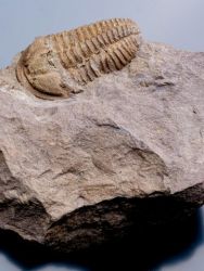 Trilobit Conocoryphe cirina