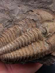 Trilobit Conocoryphe cirina