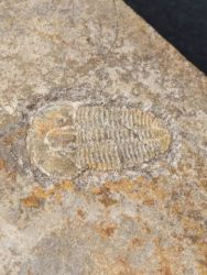 Trilobit Otarion diffractum